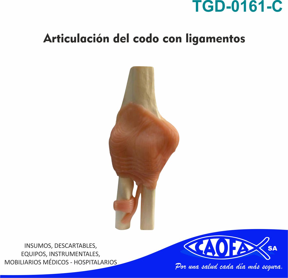 ligamento colateral lateral del codo