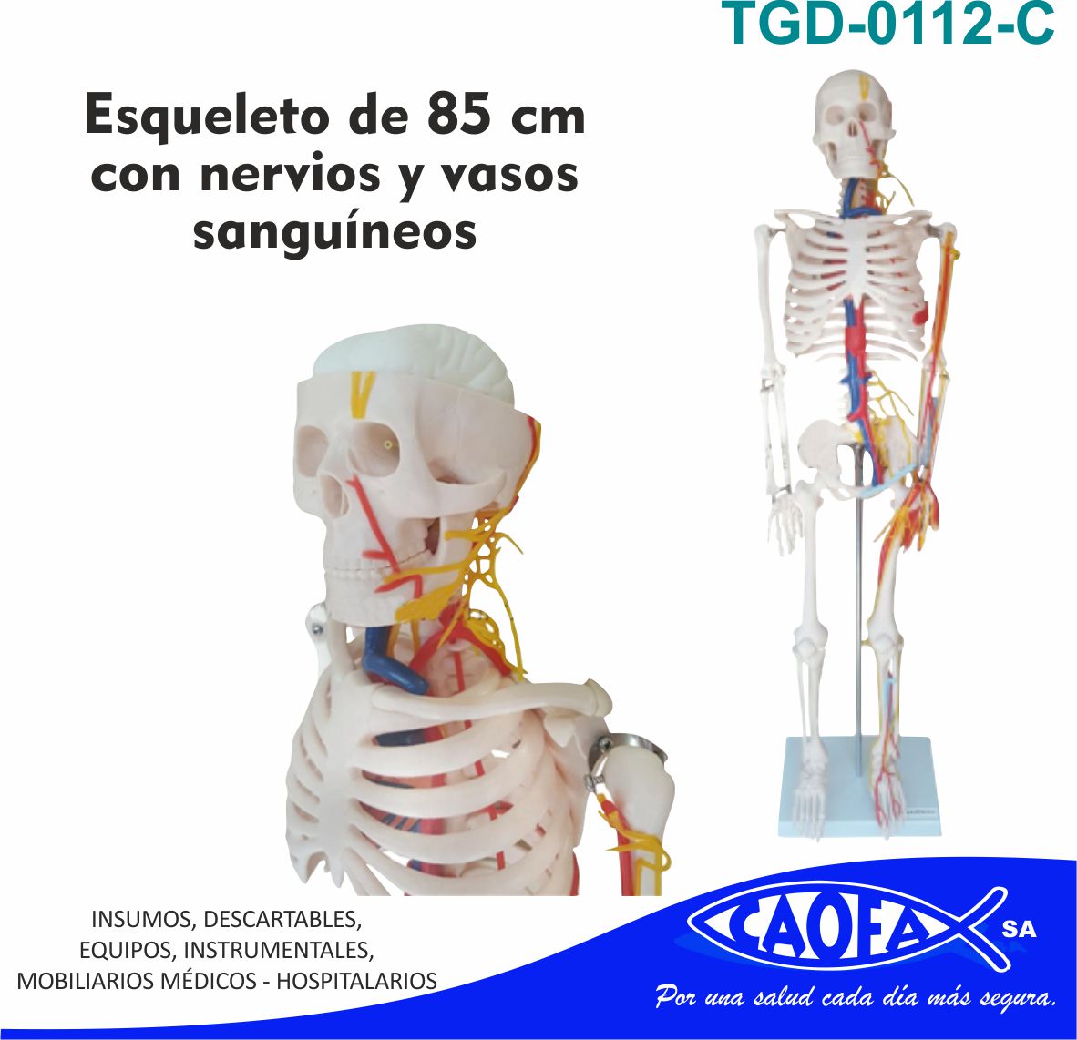 Esqueleto de 85 cm, com Nervos e Vasos Sanguíneos